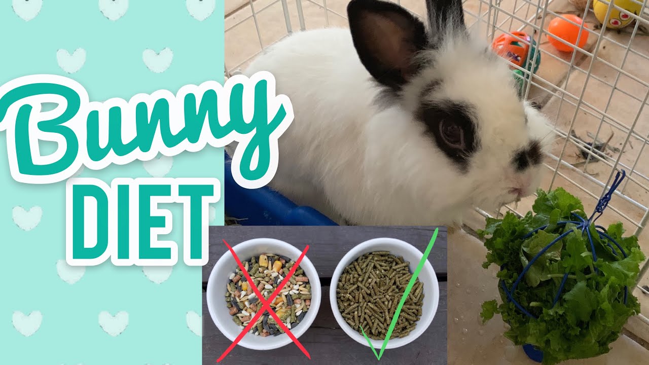 GOOD BUNNY DIET | What I Feed My Bunnies