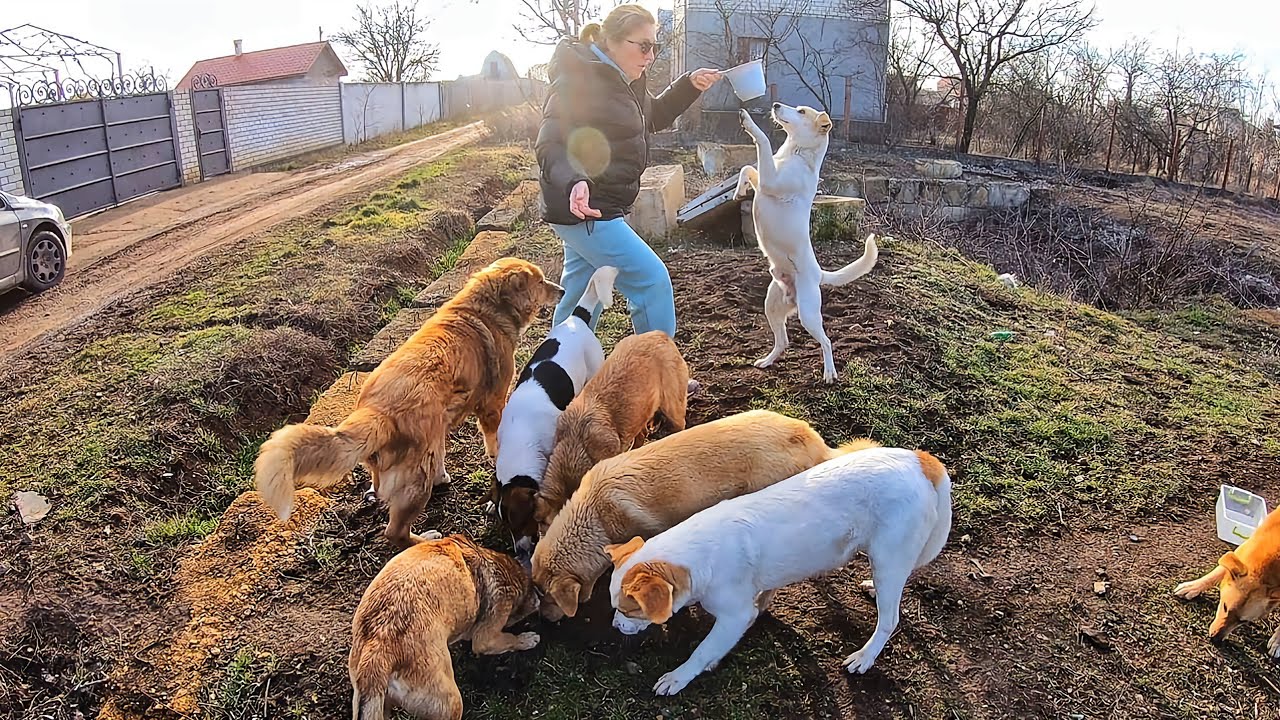 Pack of Stray Dogs just Knocked me Down Trying to Get Food as Soon as Possible