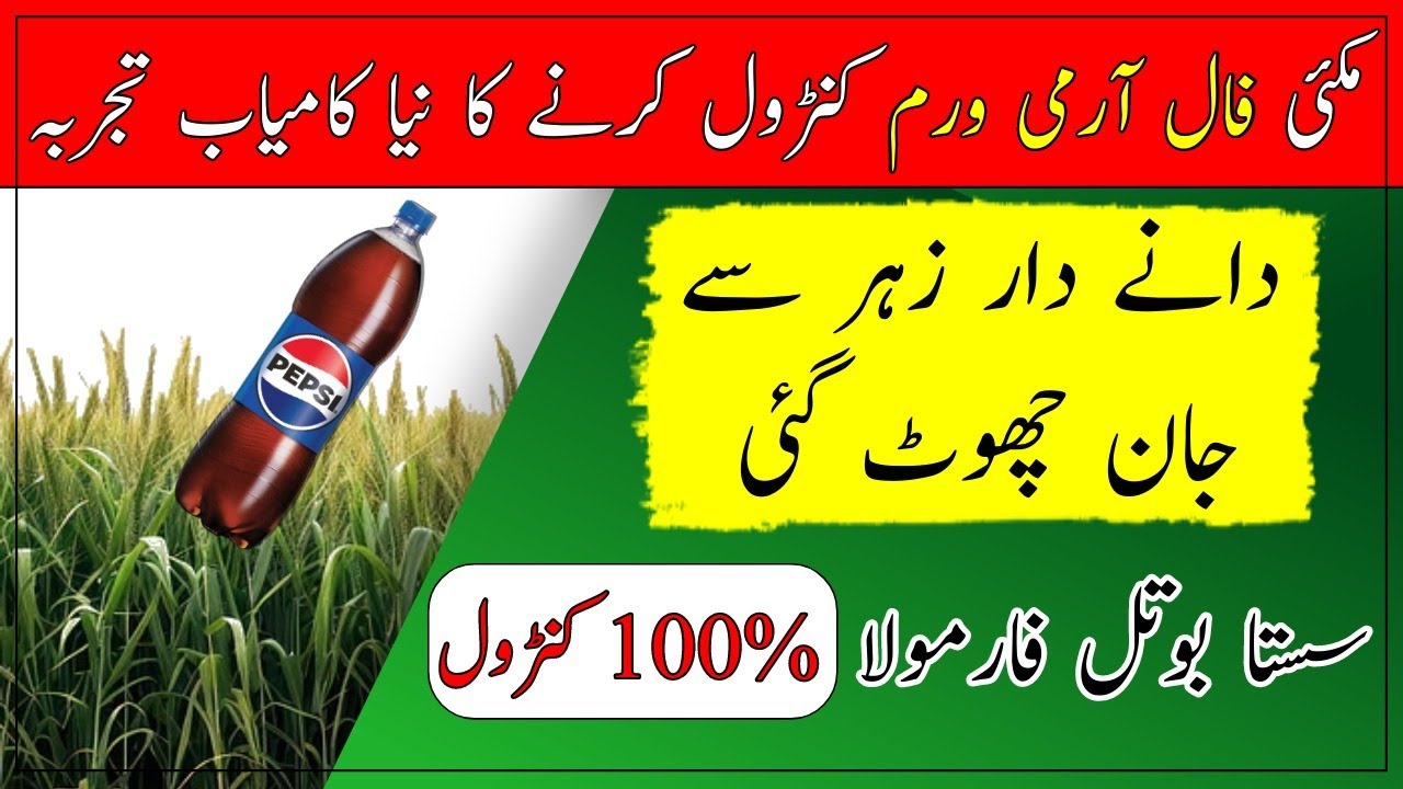 How to control maize Fall Army Worm insect|Maize crop production| فال آرمی ورم کا معاثر کنٹرول