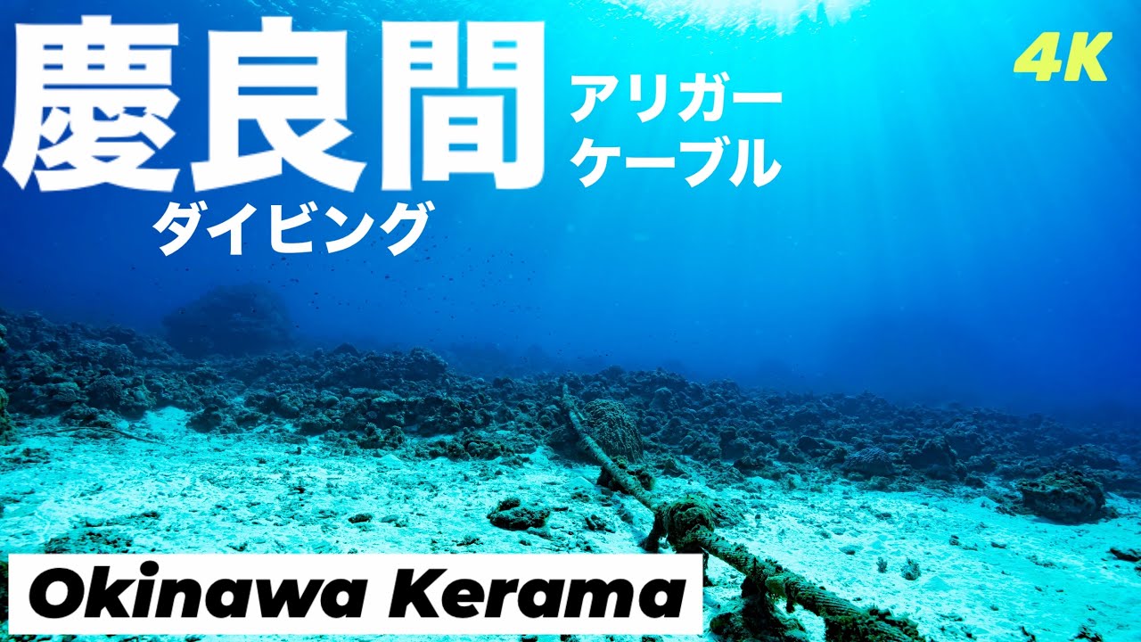 沖縄・慶良間ダイビングVlog｜幻想的なアリガーケーブルと光差す珊瑚　Okinawa Kerama Diving Vlog