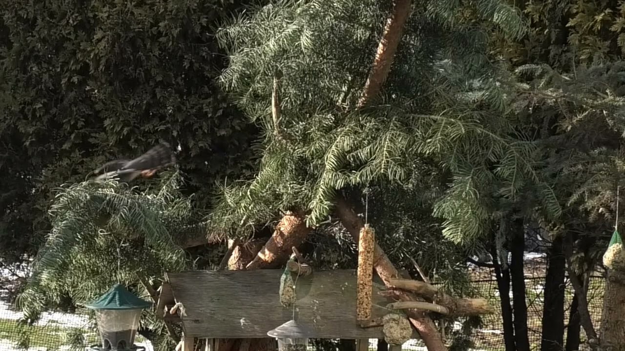 Krogulec czyhający na sikory