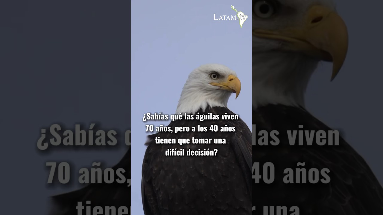 La dif&iacute;cil decisi&oacute;n de las &Aacute;guilas 🦅 #aguilas #animales #datoscuriosos