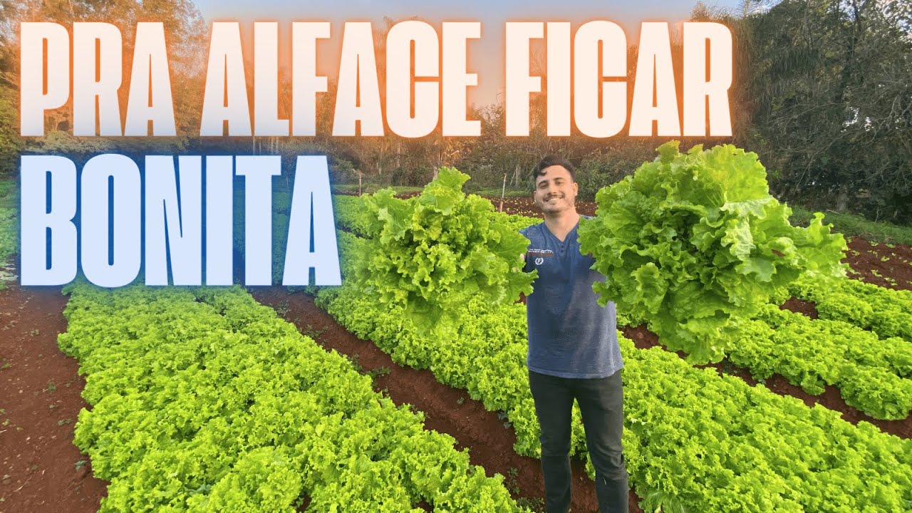 A IMPORTÂNCIA DO CÁLCIO E BORO NA HORTA