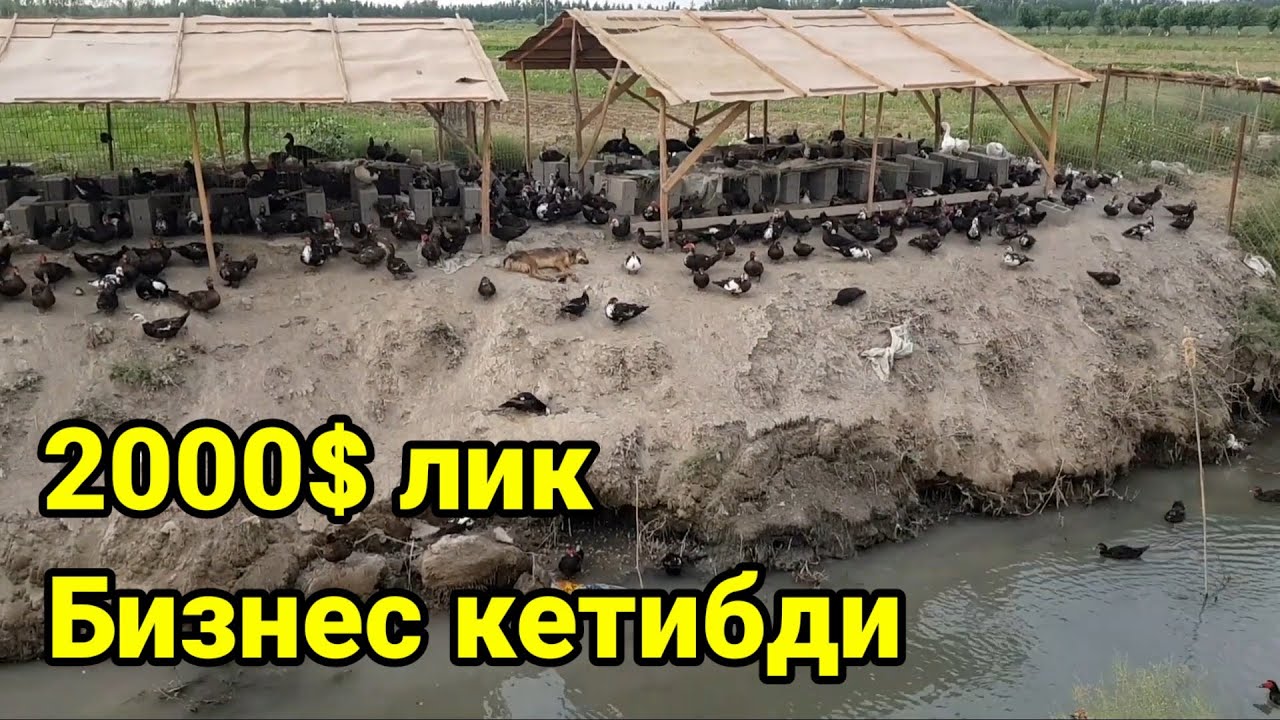 1000 та урдак бизнеси ёк кетибди кайгадир
