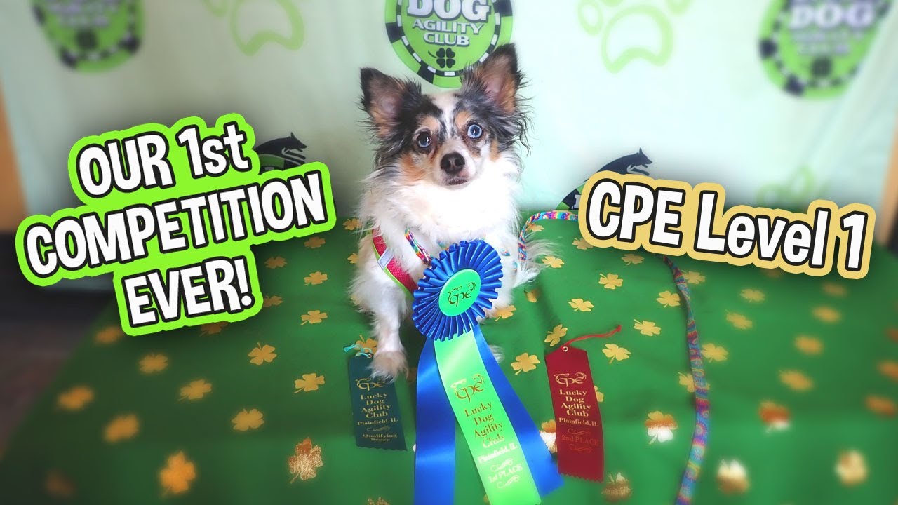 Our First Dog Agility Competition! Chihuahua Performs in CPE Level 1 Jackpot & Standard Agility