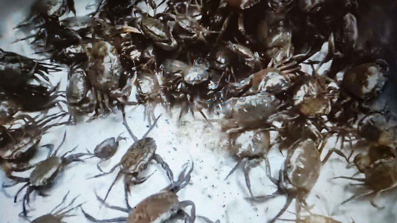 Amazing Crab Catching! Finding Abundant Fresh Crabs and Snails in the Creek.