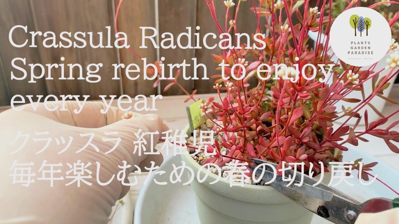 多肉植物 クラッスラ紅稚児 毎年可愛く楽しむための春の切り戻し 増やし方［succlent plant］