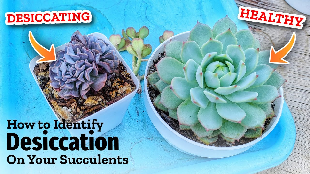 This 1 Problem Might Be SLOWLY KILLING Your Succulents! Explaining DESICCATION