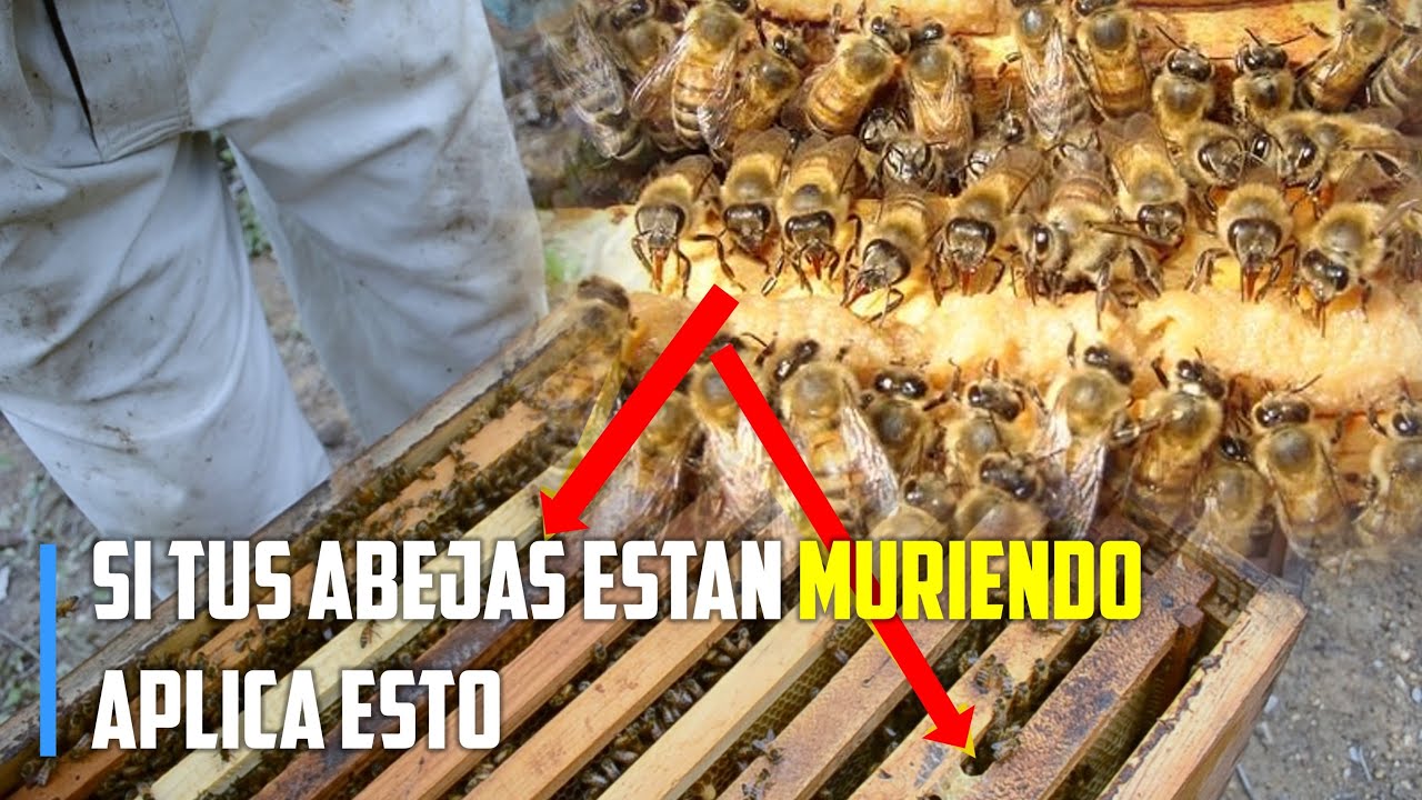 El mejor Alimento para una Colonia DEBIL  | #apicultura