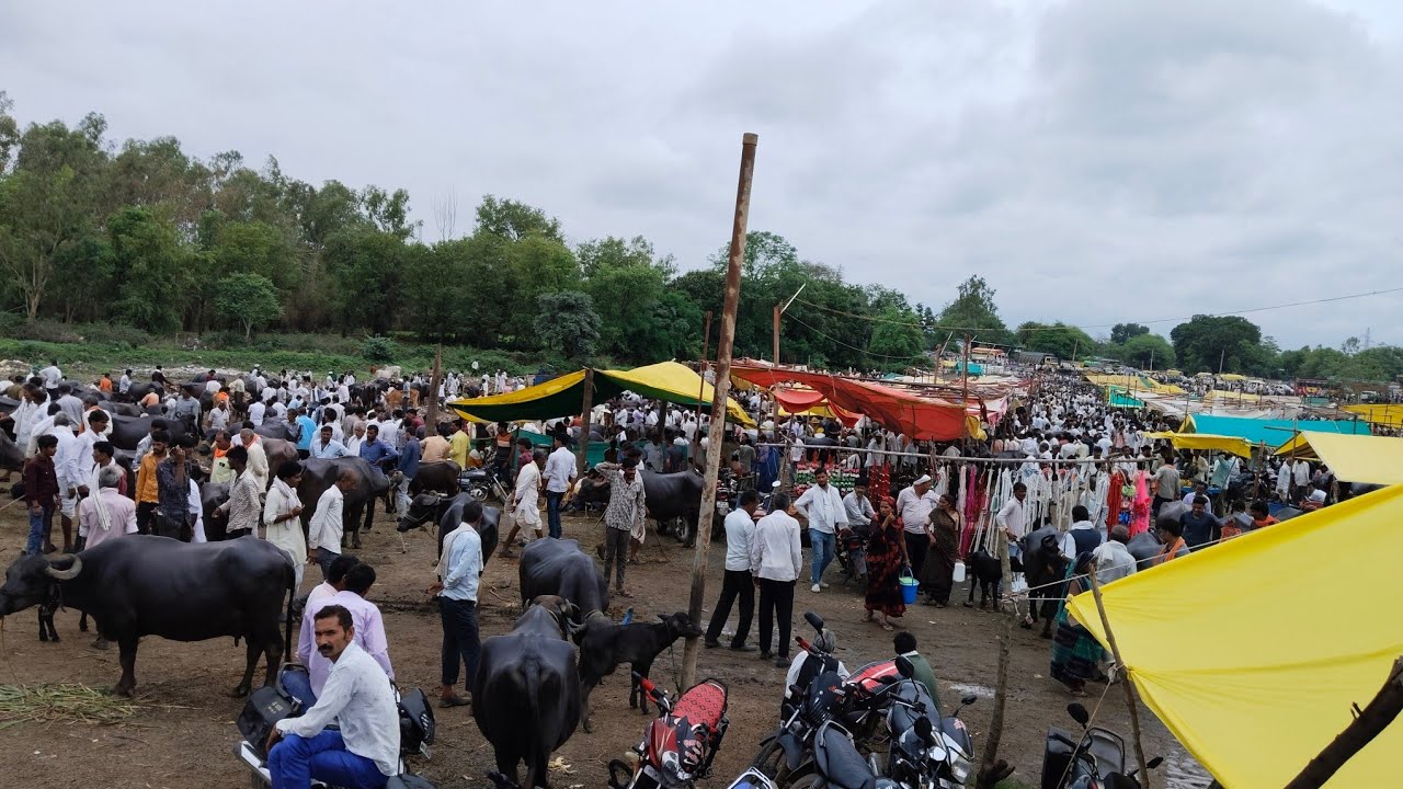 दिनांक 1/7/2025 पचोर पशु मंडी
