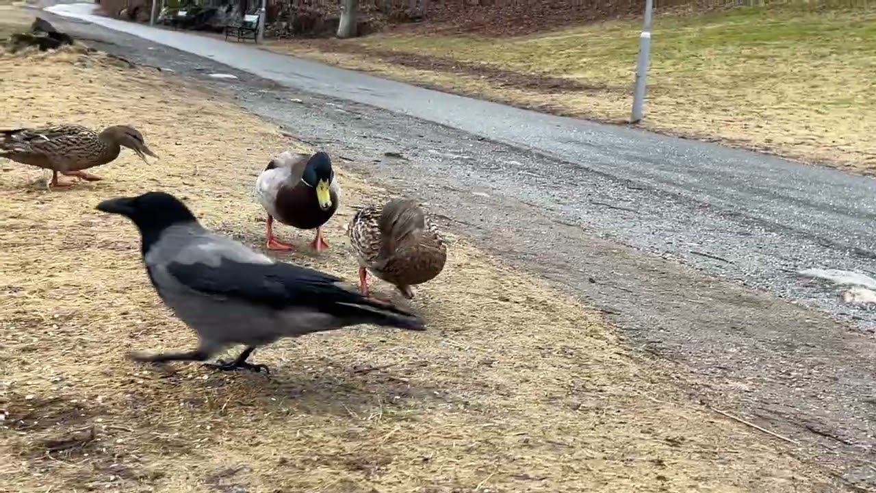 Best time of year for ducks birdsounds and Befriending Crows - Norway March 9' 
