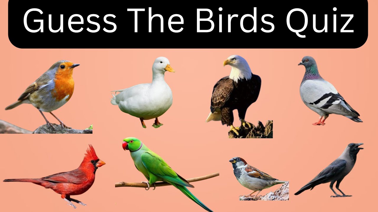Guess The Birds l 25 British Bird Calls l Learn English l For kids l kids educational videos 