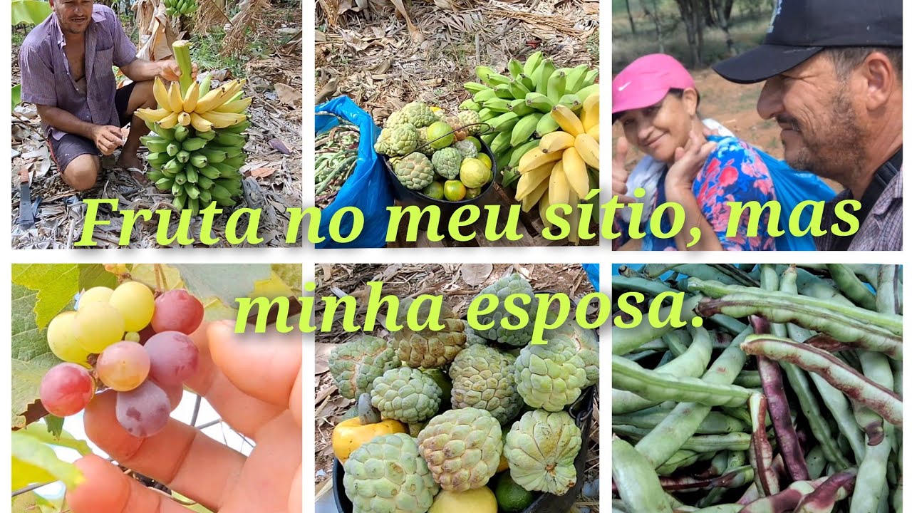 Colhendo fruta, mas minha esposa e um comunicado importante. Mandando, alô, pus escrito do canal.