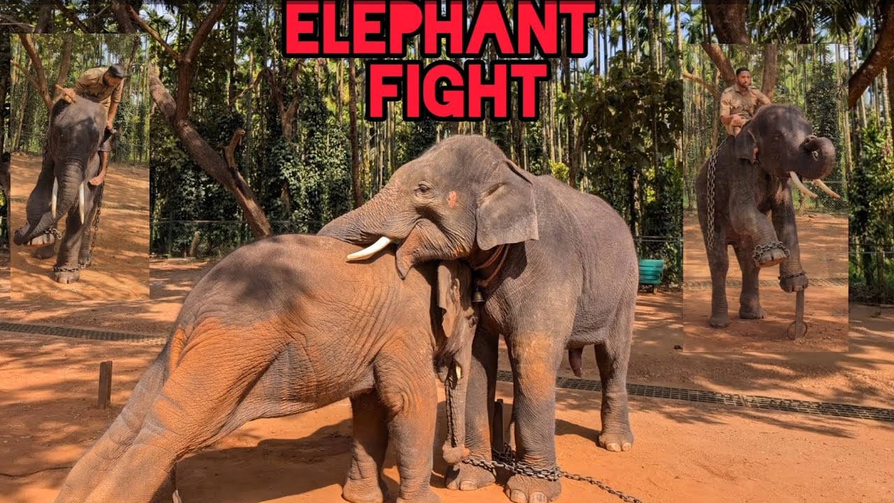 ELEPHANTS FIGHT AT SAKREBAYALU ELEPHANT CAMP - BABY ELEPHANTS PLAYING AFTER BATH