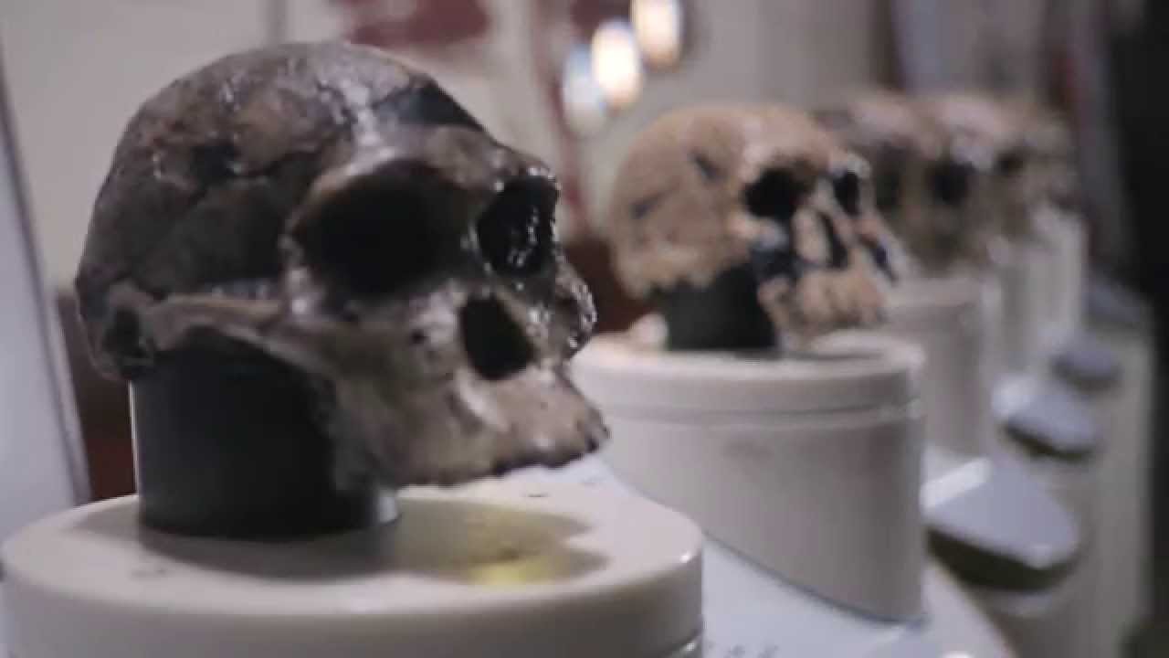 Smithsonian X 3D - Liang Bua Indonesia