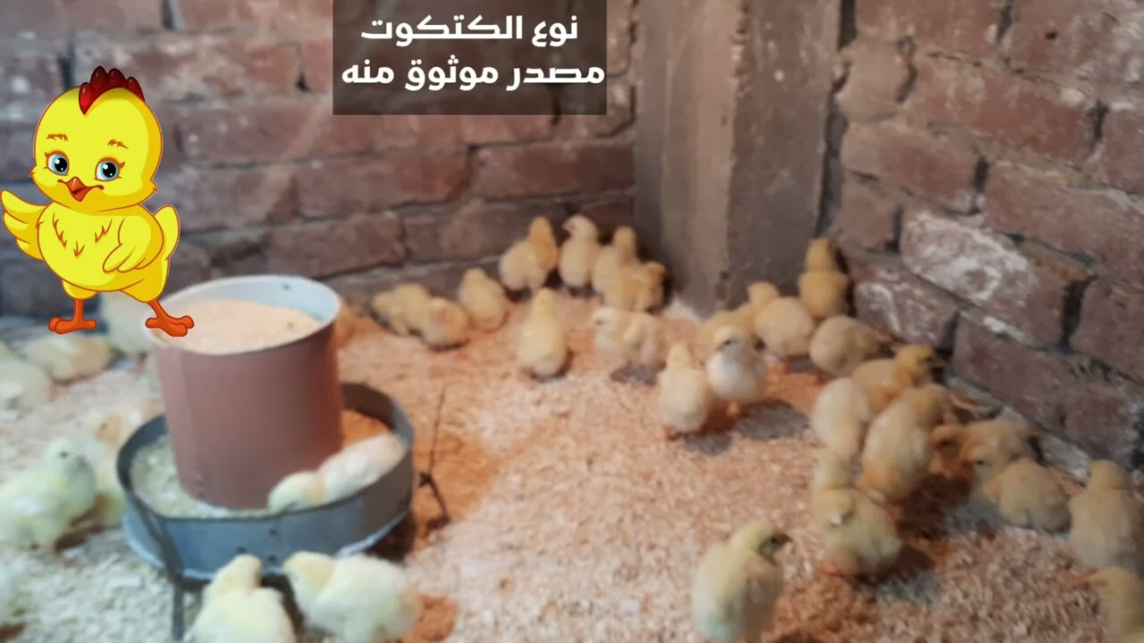 الاسبوع الاول من عمر الكتاكيت الحرارة والفرشة والتهوية والادوية