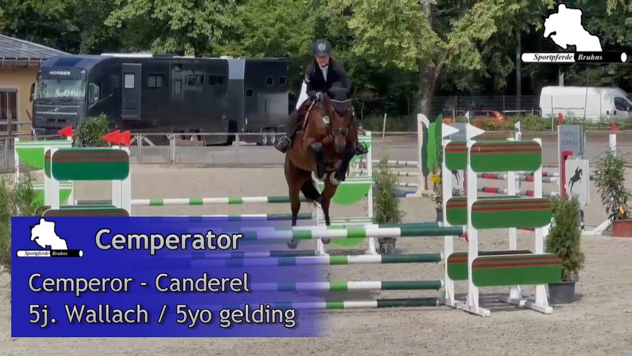 CEMPERATOR ~ 5j. W. v. / 5yo gelding by Cemperor - Canderel