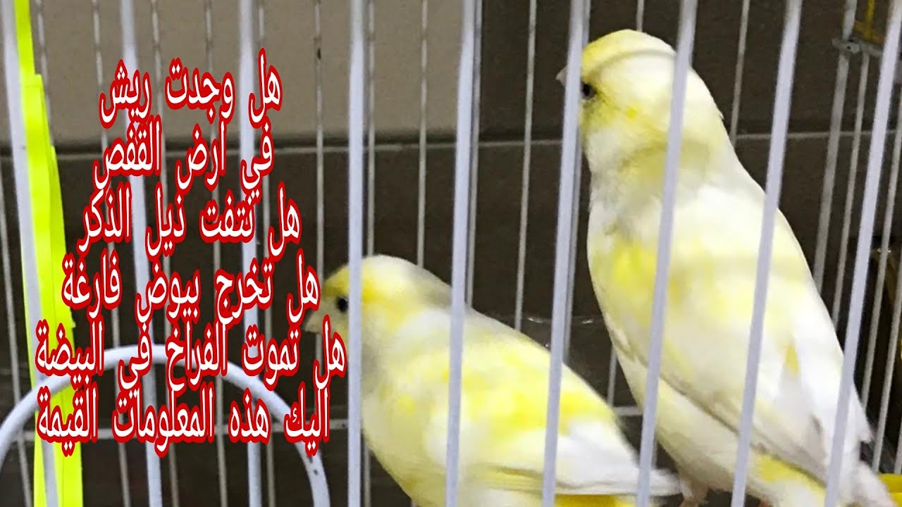 أقسم بالله 5 معلومات ستجنبك البيض الفارغ وموت الفراخ بأذن الله ريش في أرض القفص نتف ذيل الذكر وتخصيب