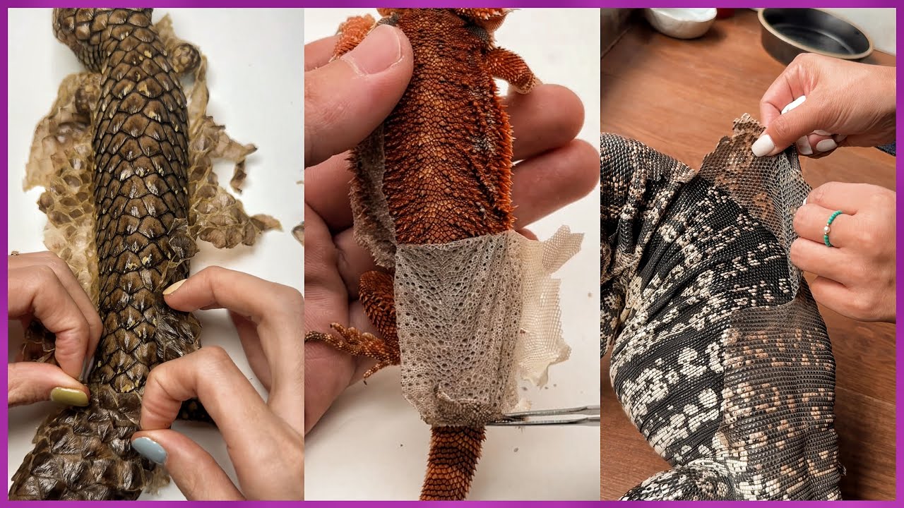 ASMR Lizard Peeling Dry Skin | The Most Satisfying Shedding Ever