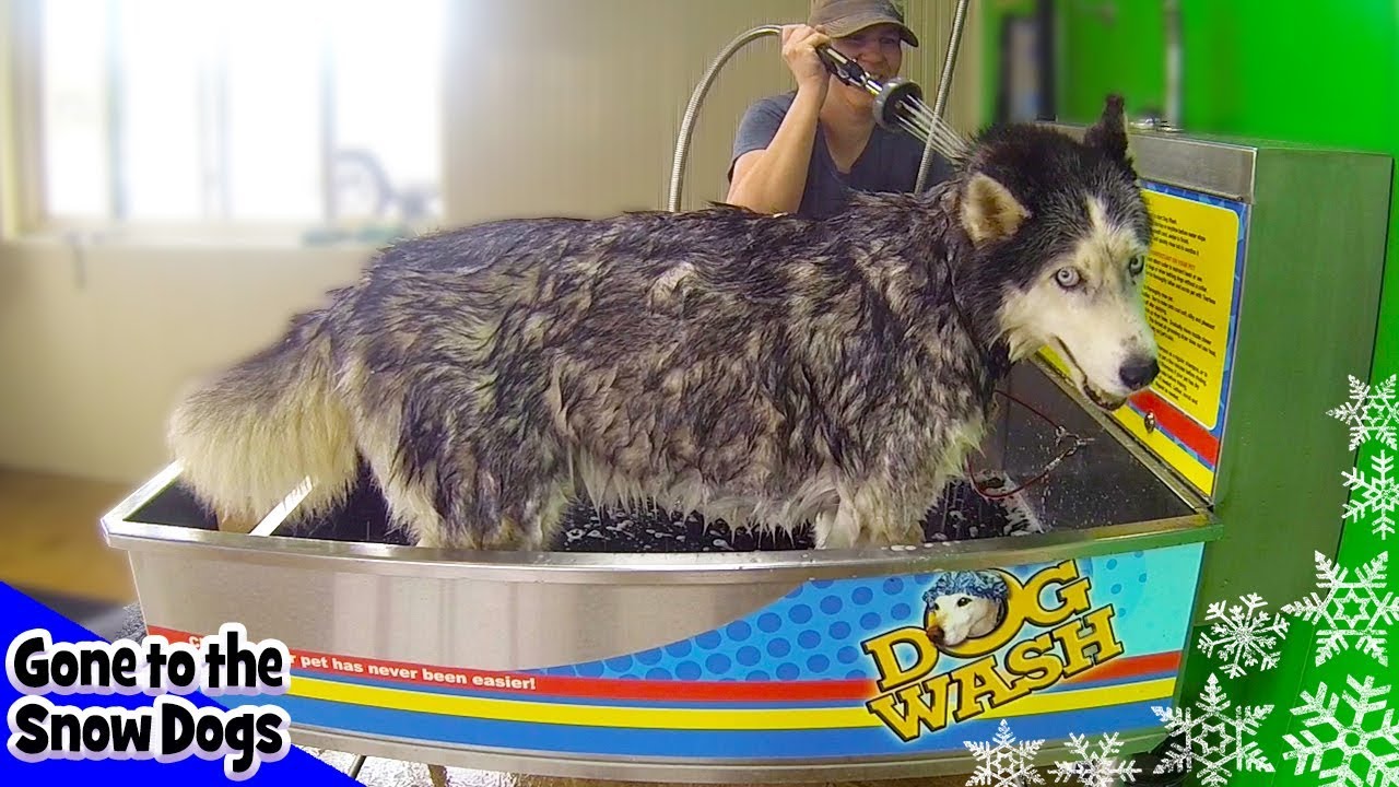 SIBERIAN HUSKY OAKLEY BATH AT THE DOG WASH | BATH TIME CHALLENGE | Husky gets a Shower