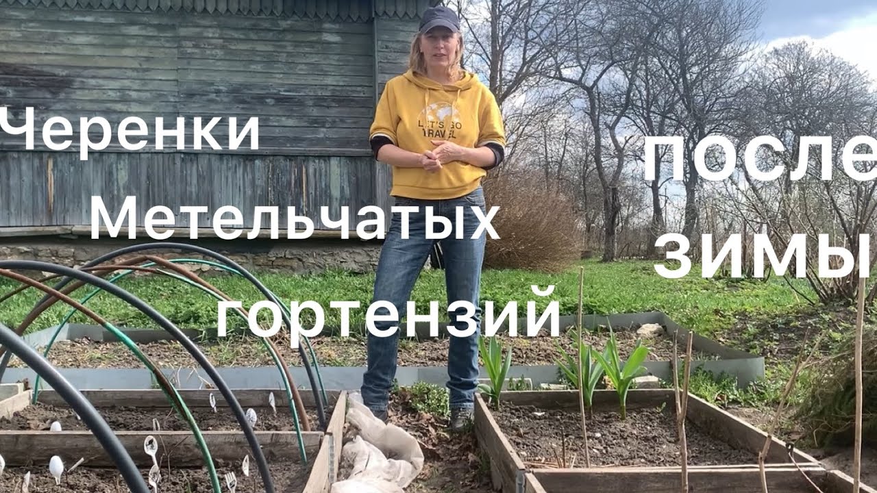 ЧЕРЕНКИ МЕТЕЛЬЧАТЫХ ГОРТЕНЗИЙ ПОСЛЕ ЗИМЫ