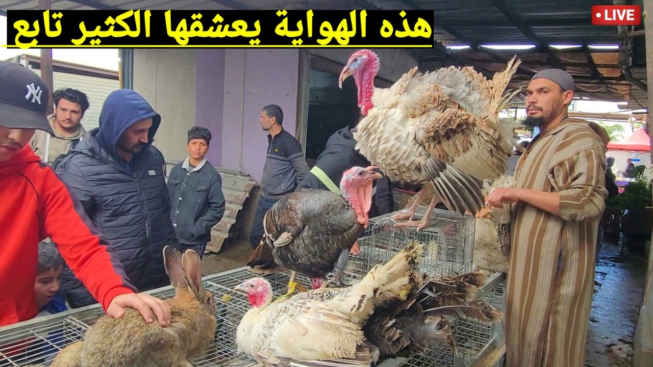 🔴 سوق بودواو الوجهة المثالية لشراء جميع أنواع الدجاج الزينة و الوز  و البط و الحجل و الأرانب إلخ !؟