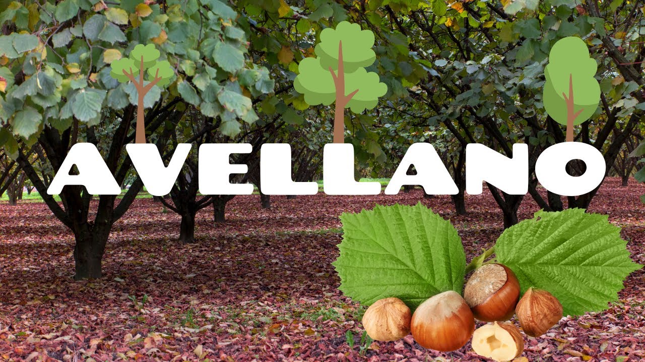 &iquest;Qu&eacute; es un Avellano? 🌳 Descubre Curiosidades Sobre este &Aacute;rbol en 1 Minuto🪵