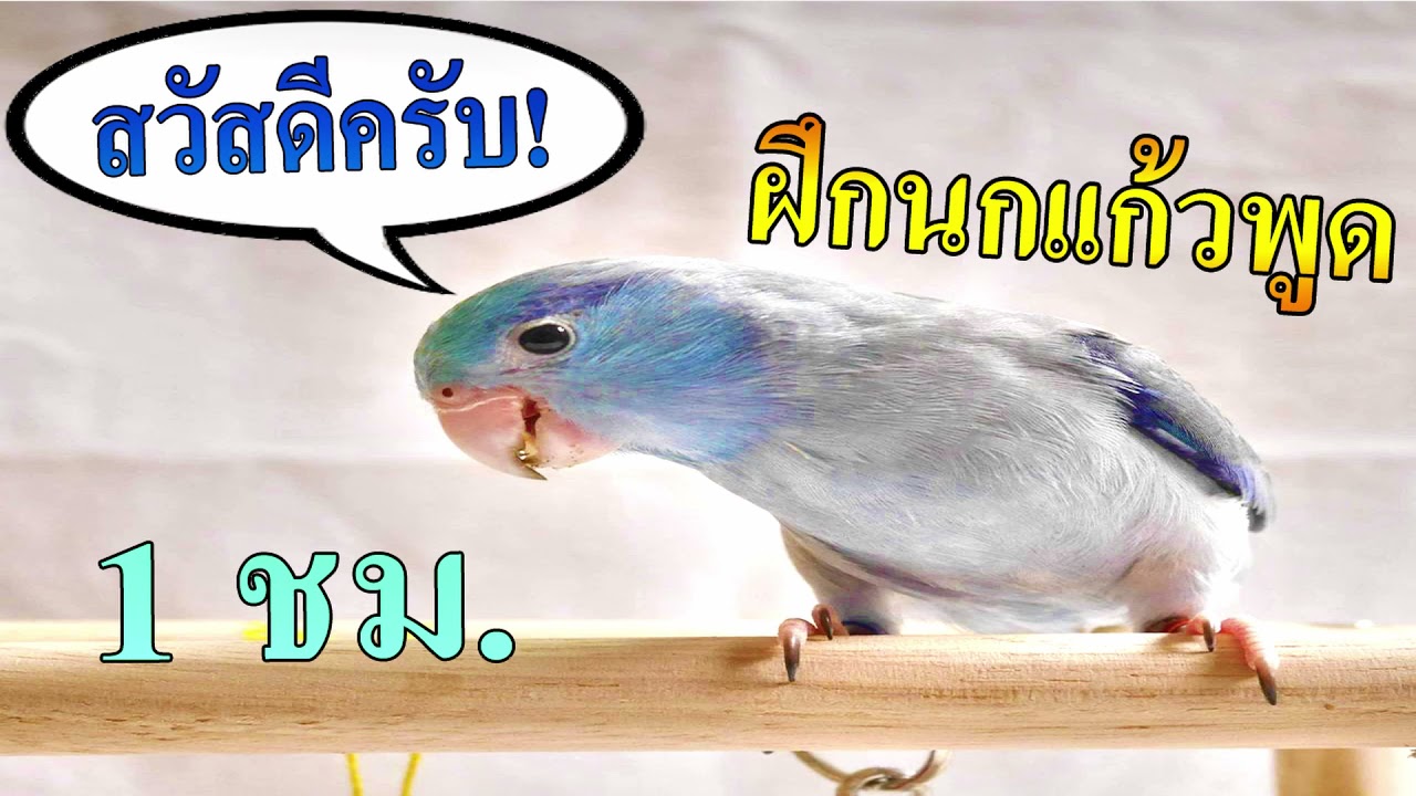 ฝึกนกเเก้วพูดสวัสดีครับ I Bird Talks #ฝึกพูด #นกเเก้ว #ฟอพัส