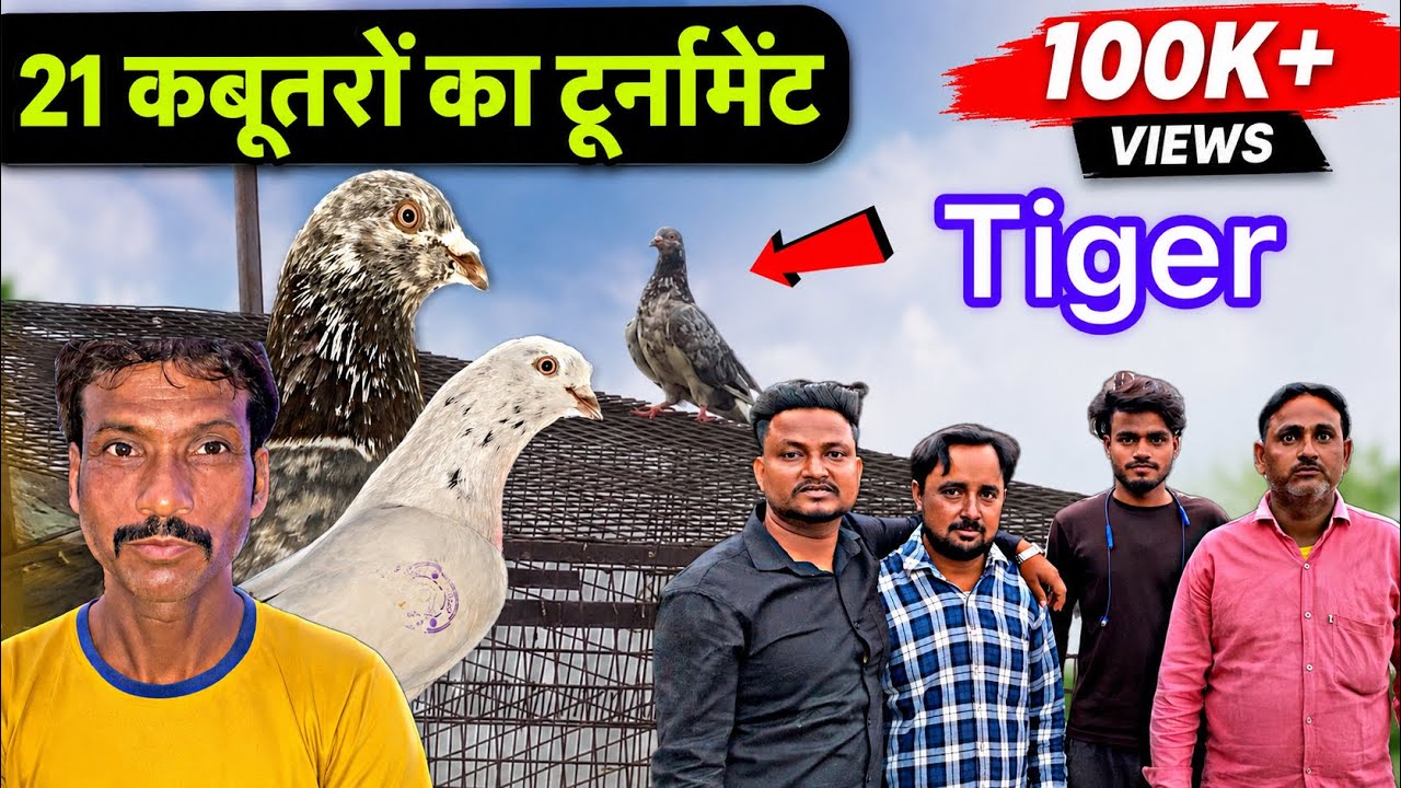 21 कबूतरों की बाज़ी || kabootar bazi 2024 || bazi wale kabootar || pigeon tournament 2024