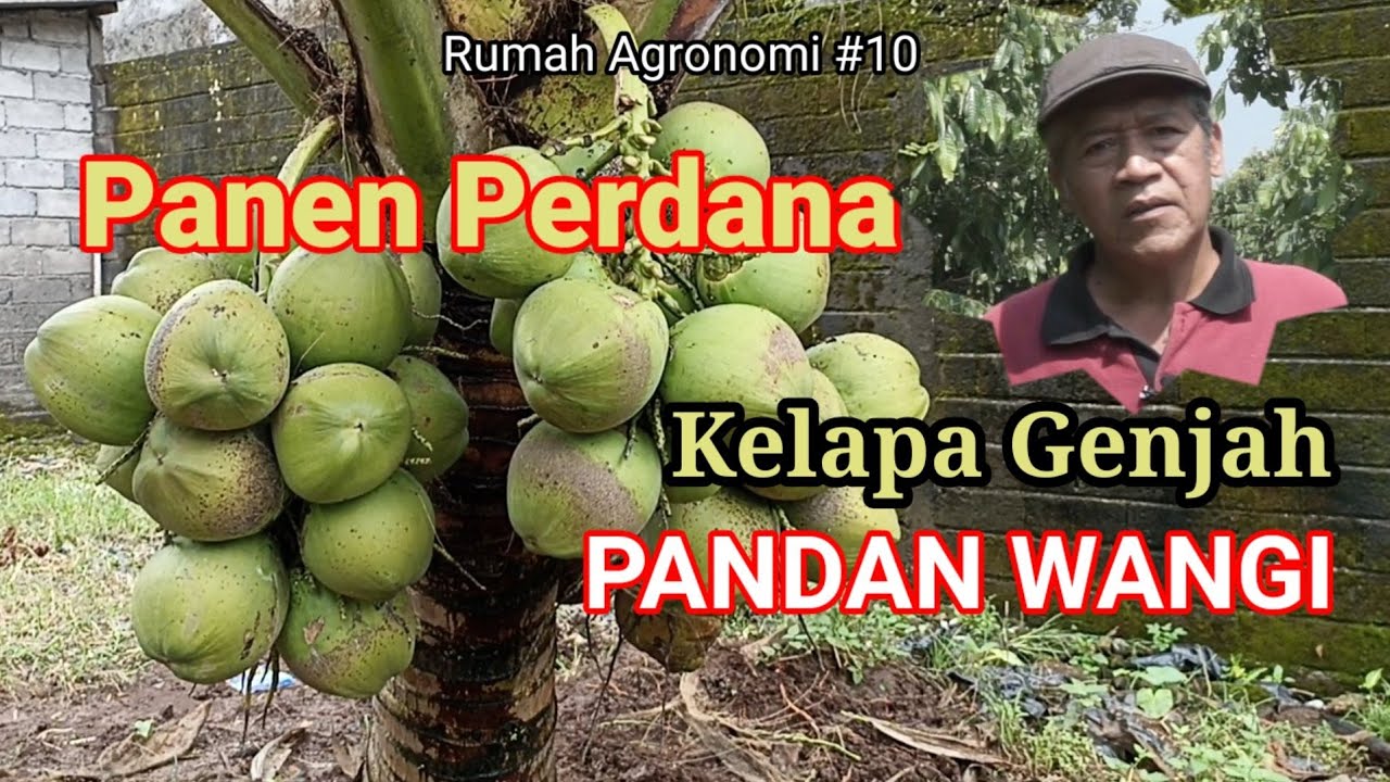 Panen Perdana Kelapa Genjah Pandan Wangi