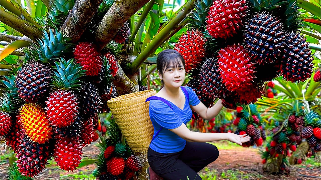 After 365 Days of Waiting – Harvesting Queen Pineapples for Sale & Cooking Spicy Beef Stir-Fry