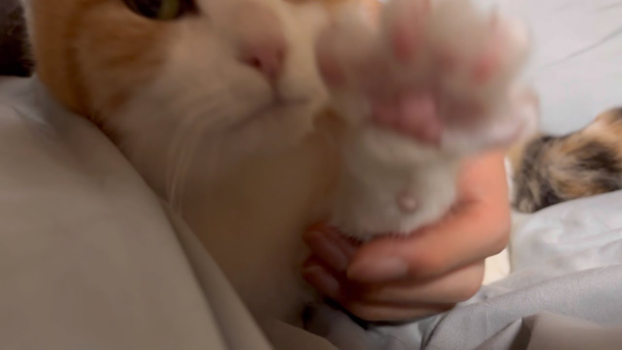 【三毛猫】絶対に甘えるんだという強い意志のミケ（2025年1月22日）