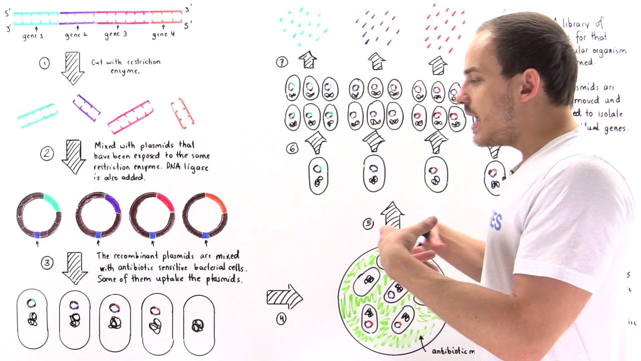 Gene Library