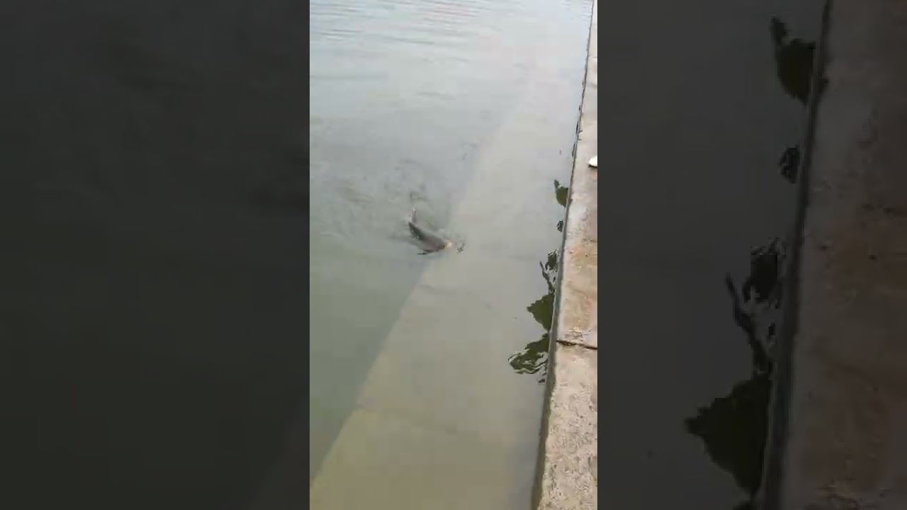 fishing in dal lake kashmir big carp