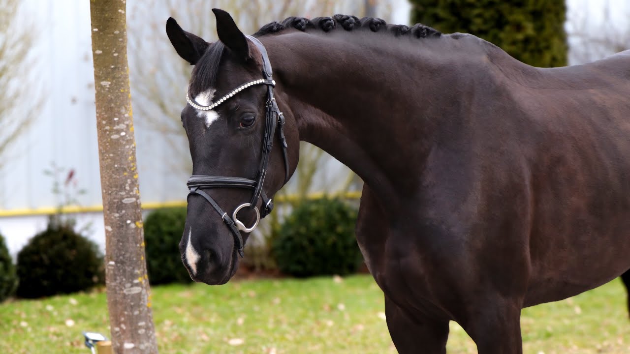 *2019 mare Dressage Sir Donnerhall I (Sandro Hit) x Rosentanz