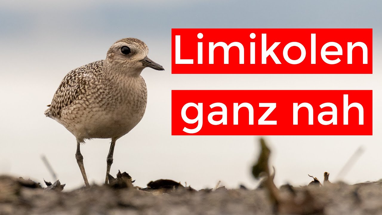 Kiebitzregenpfeifer und mehr - Limikolen ganz nah | Bodensee-VLOG