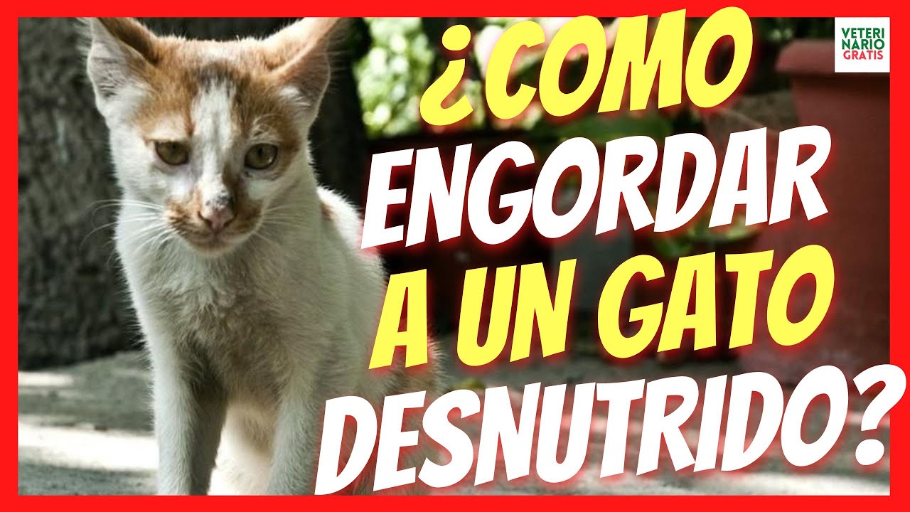 🆘 ¿CÓMO ENGORDAR A UN GATO FLACO Y DESNUTRIDO? 🆘