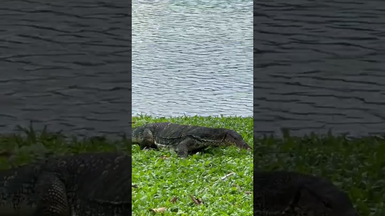 Dangerous varan in Bangkok Park                               #amazing #animals #animals #nature