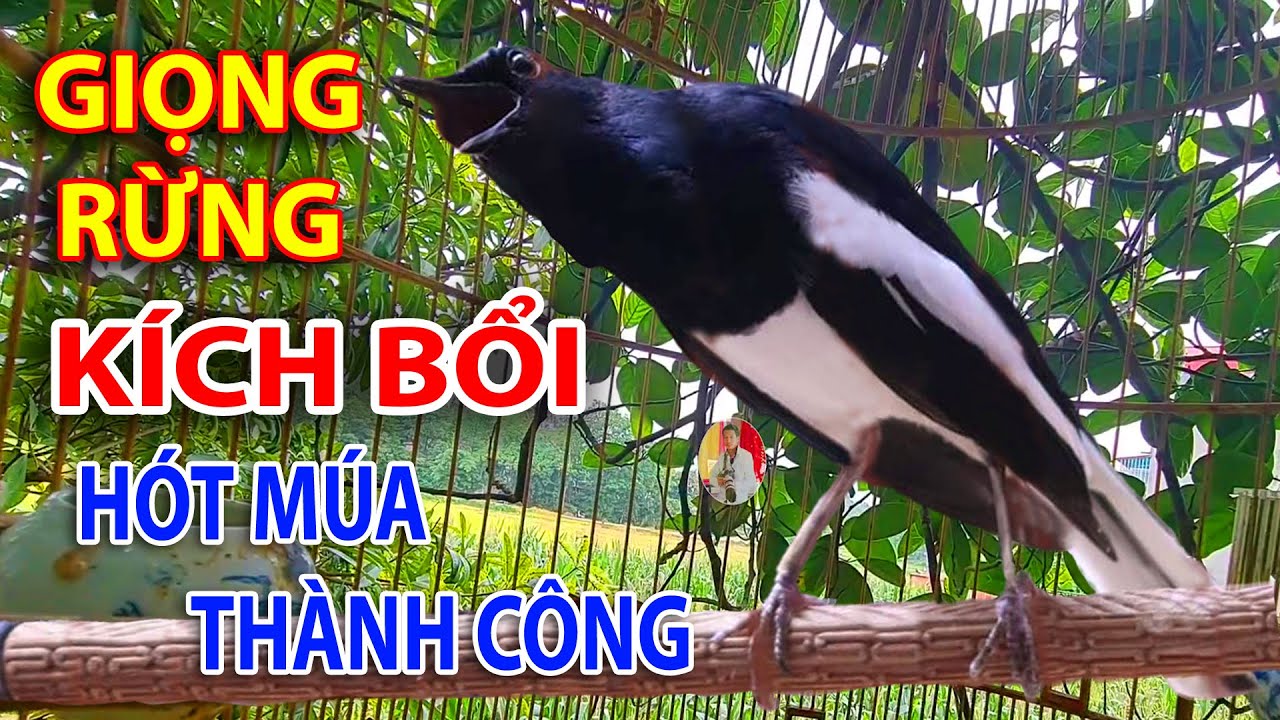 Chòe Than Hót Chuẩn GIỌNG NÚI RỪNG. Luyện Choè than HÓT HAY, Chòe Than Hót Đấu | choe than #choethan