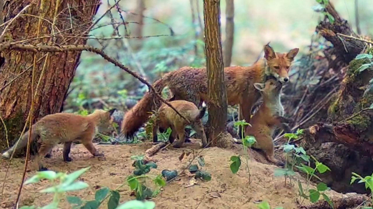 1 Hour of Playful Fox Pups at the Den 🦊 | Natural Sounds (No Music)
