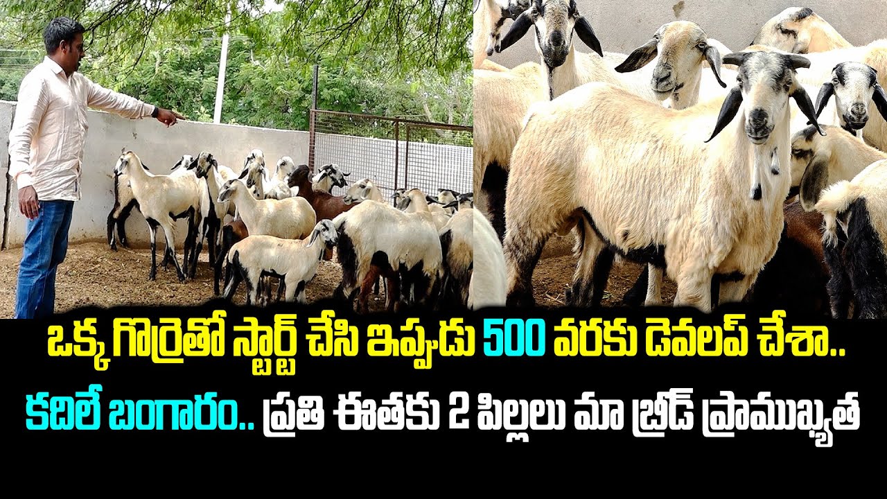 కేవలం 4 నెలల్లో డబల్ వచ్చింది.. ఒక్క గొర్రెతో 500 వరకు డెవలప్ చేశా ! | Sheep Farm | Kiran TV Rythu