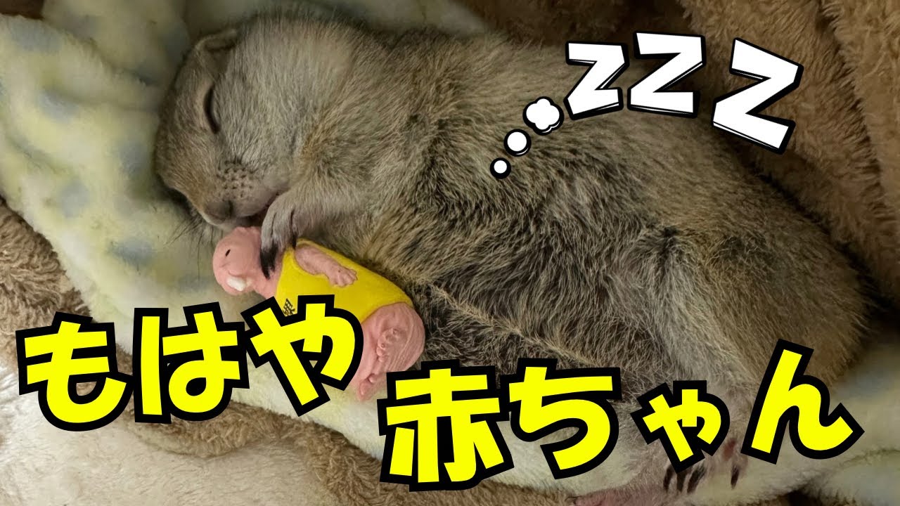 リチャードソンジリスの寝かしつけ