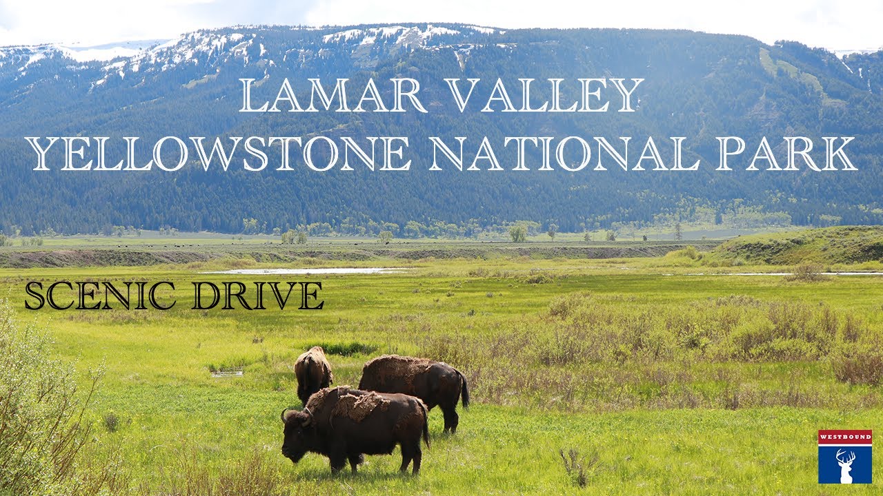 Scenic drive to Lamar Valley, Yellowstone National Park