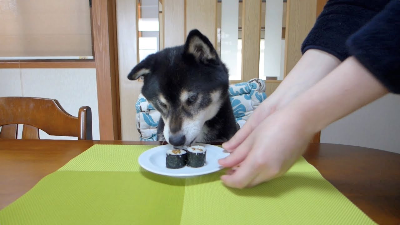 黒柴クロ 犬ごはん 納豆巻き Shiba Inu Kuro Eats Natto Sushi Roll