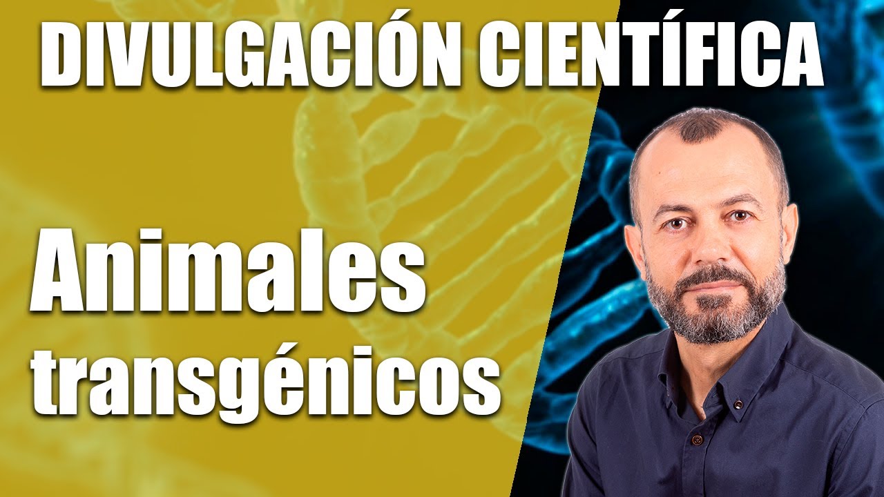 Animales transgénicos, imprescindibles en la medicina actual