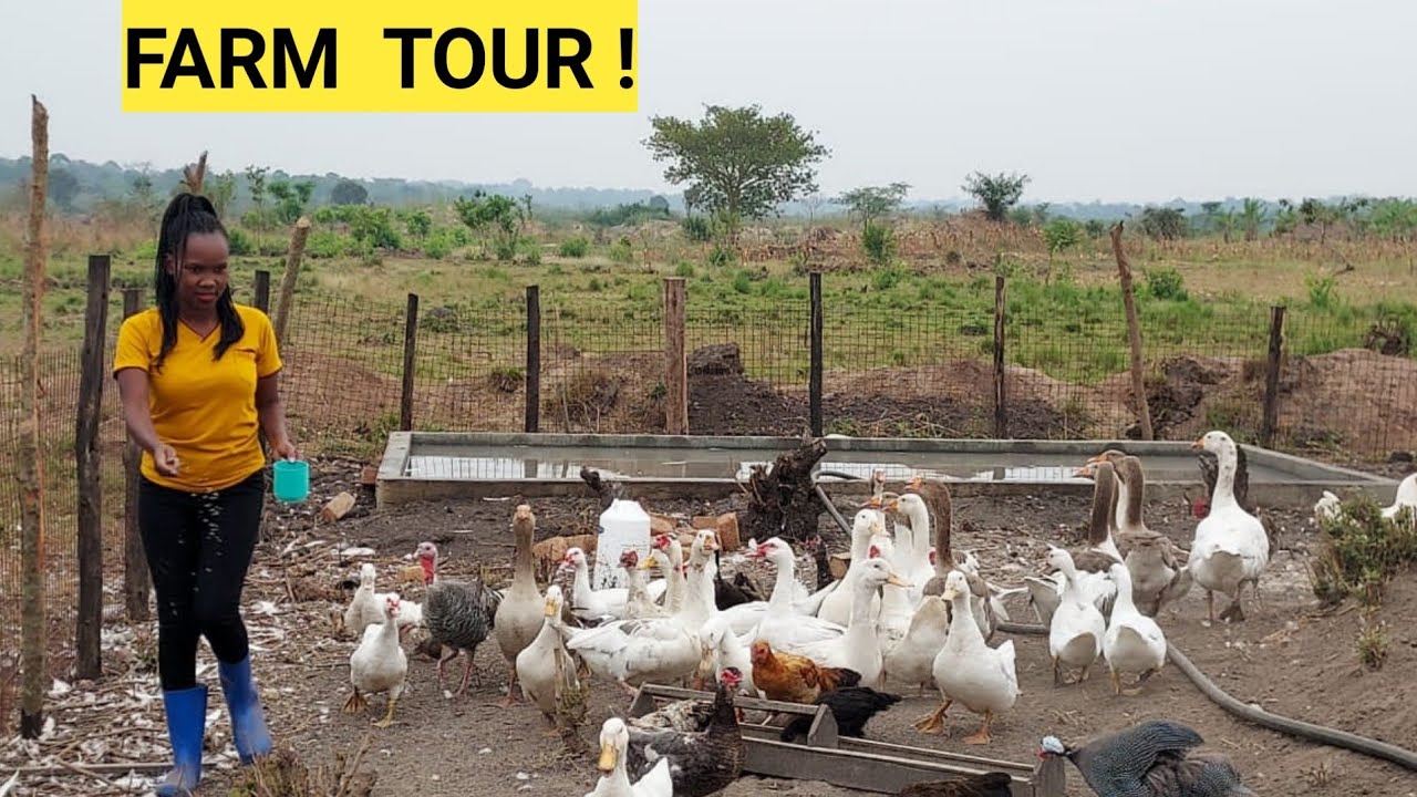 Starting A MIXED FARMING Investment At  A low COST !