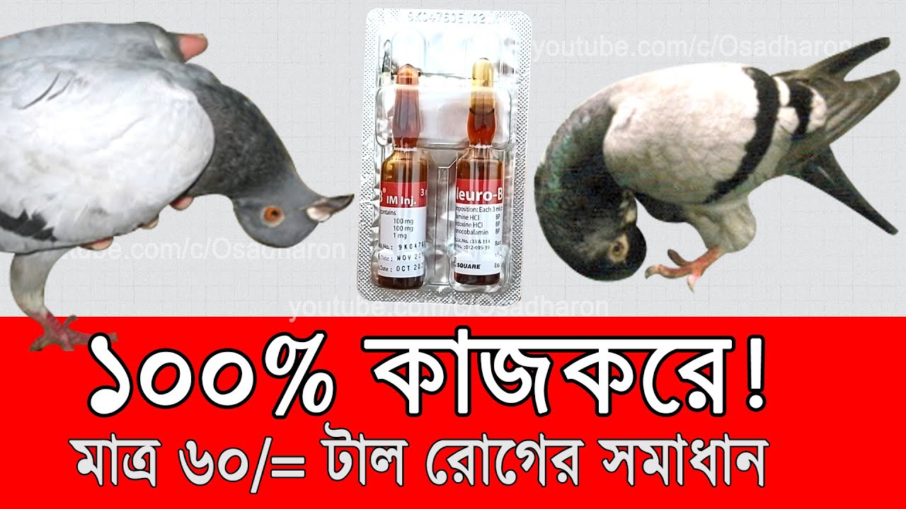 ১০০% কার্যকারী! টাল কবুতর ও যেকোনো পাখি সুস্থ করে ফেলুন মাত্র ৬০ টাকা খরচ করে। প্রমান সহ।