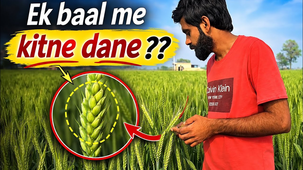Ek baal me kitne daane hote h..