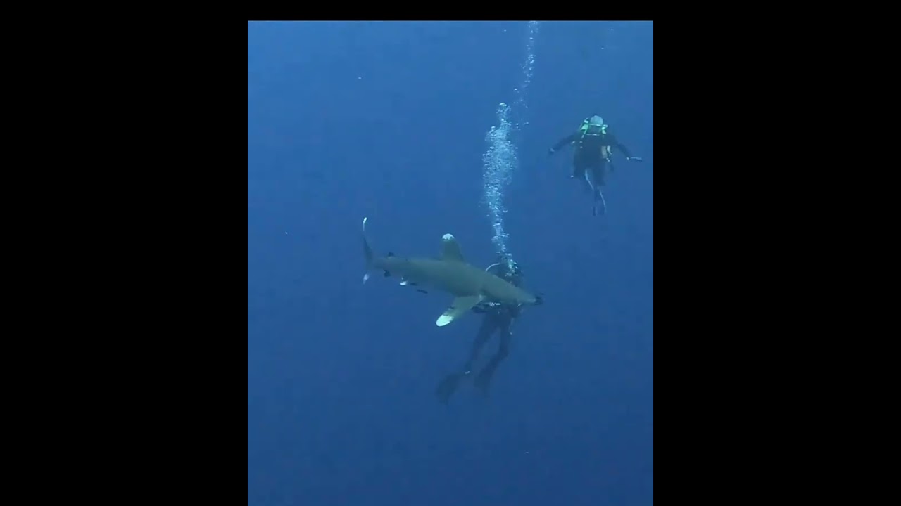 Oceanic Whitetip Shark Attack Egypt 2022
