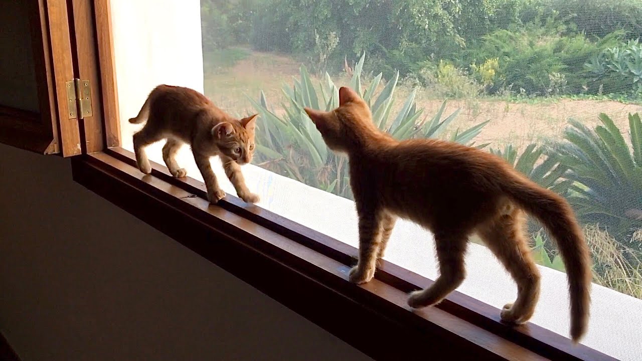 Orange tabby kittens meet at the rear window